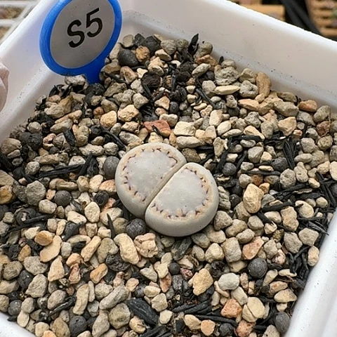 3548，1621.6糖霜饼干母本带盆