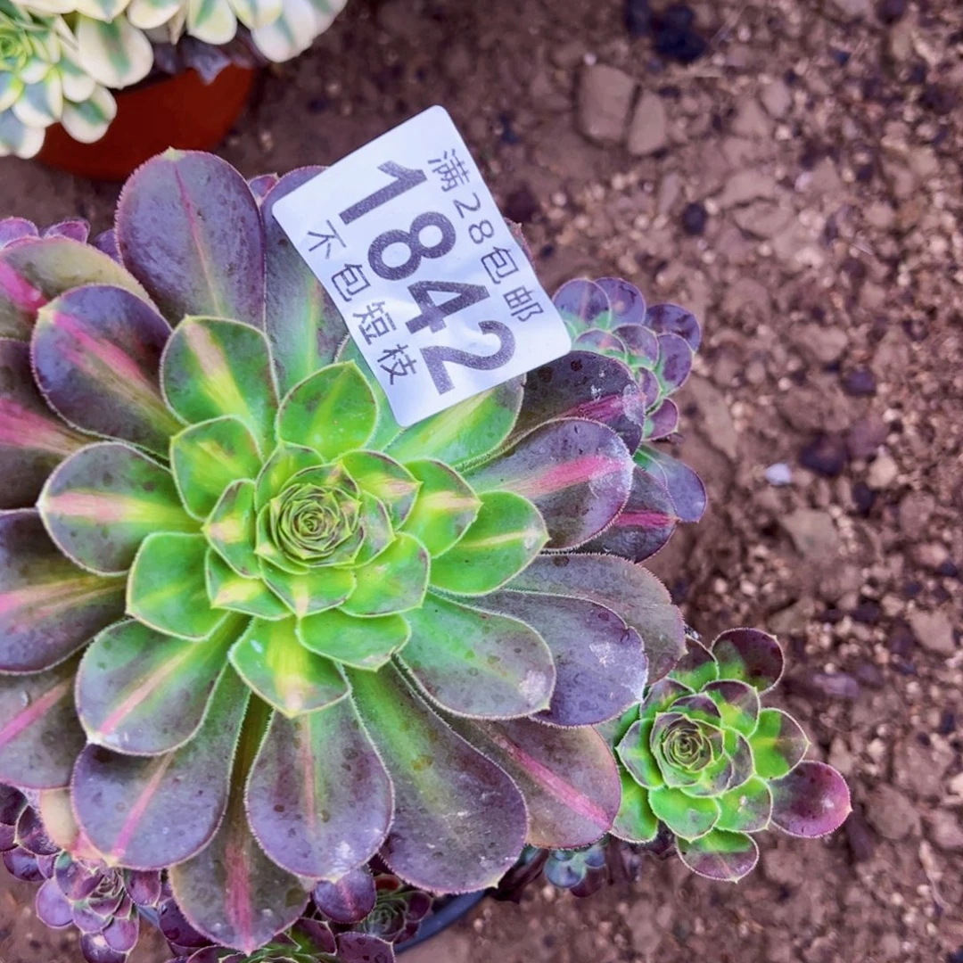 爱马仕中斑多肉植物1842