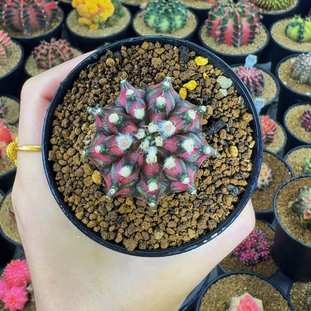 墨***尔米哈星球00000000000188