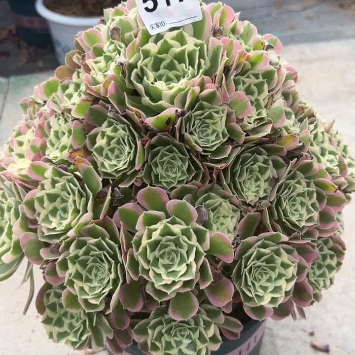 小**乖517白凤32厘米左右