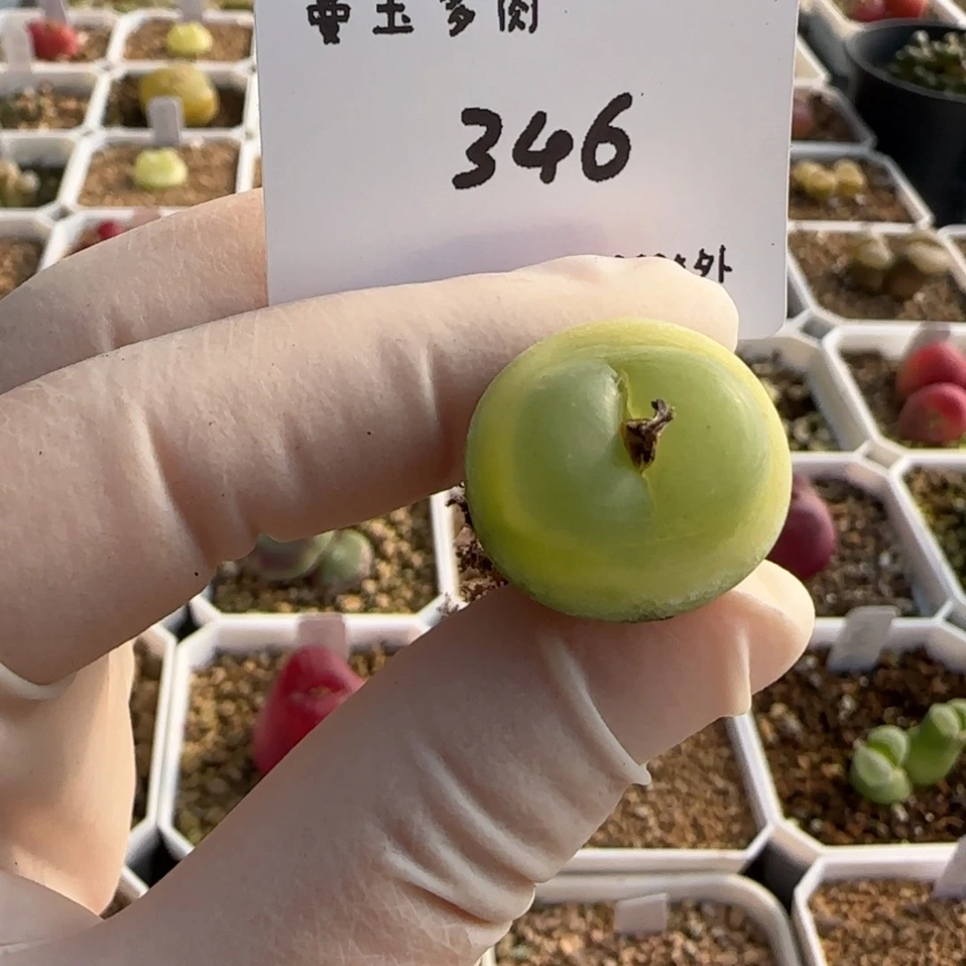 甜*花多肉多肉多肉2025-346