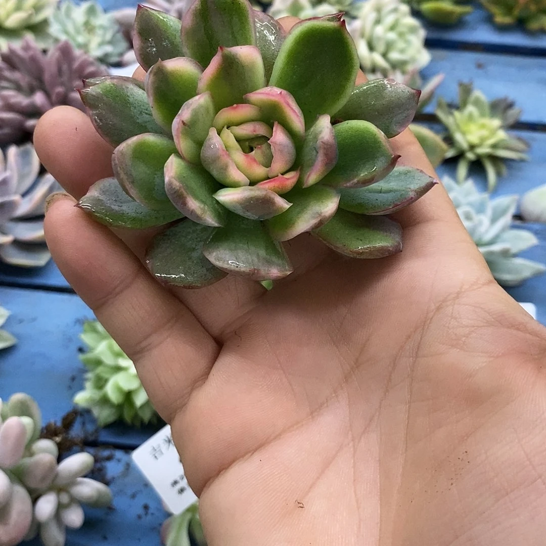 462多肉植物哇啦塞，