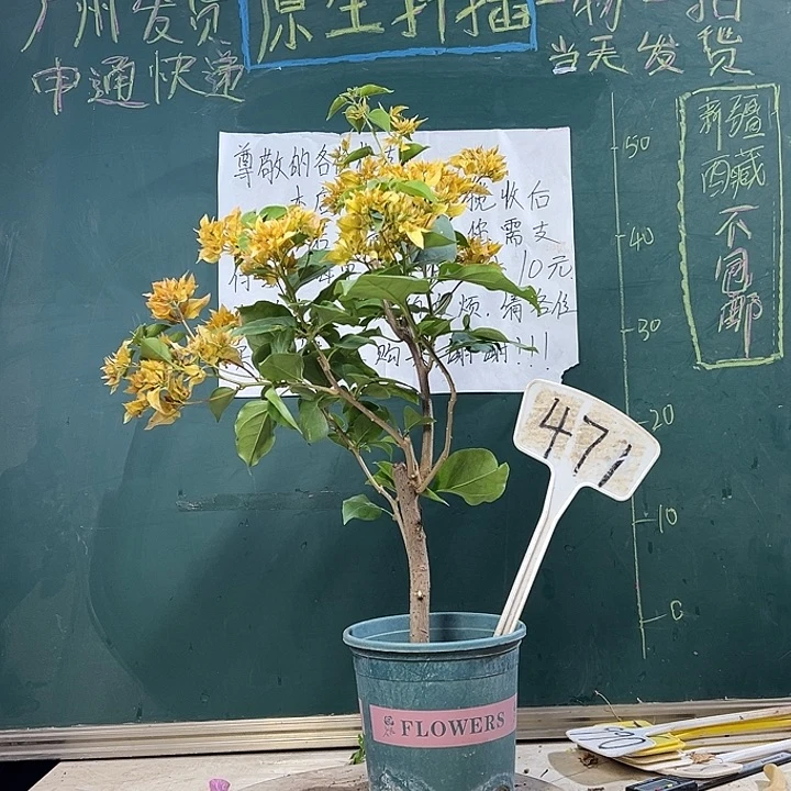 当前无花栽培后可以开花重瓣黄471