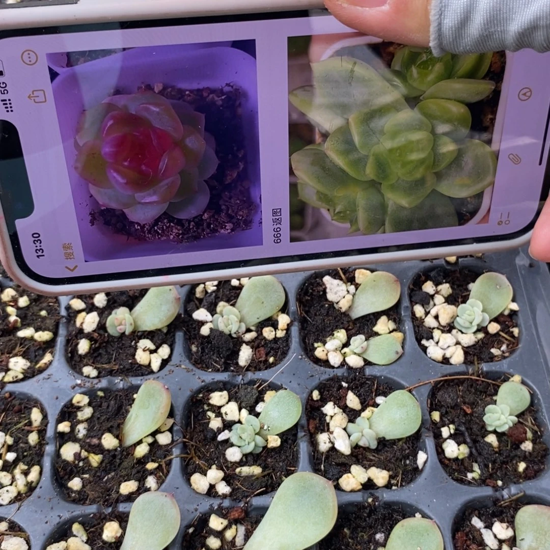 标684甜心208芽苗2颗