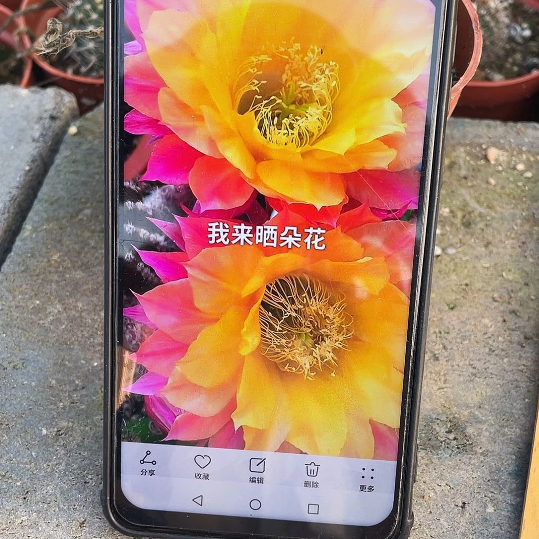 放**已激流自根球6公分以上
