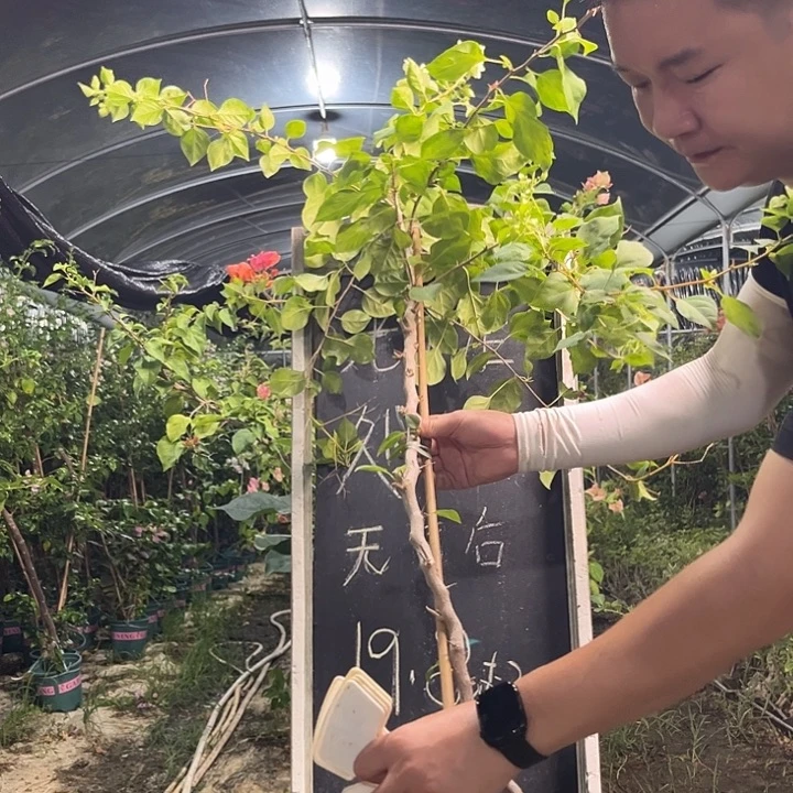 无花朵三角梅三角梅27