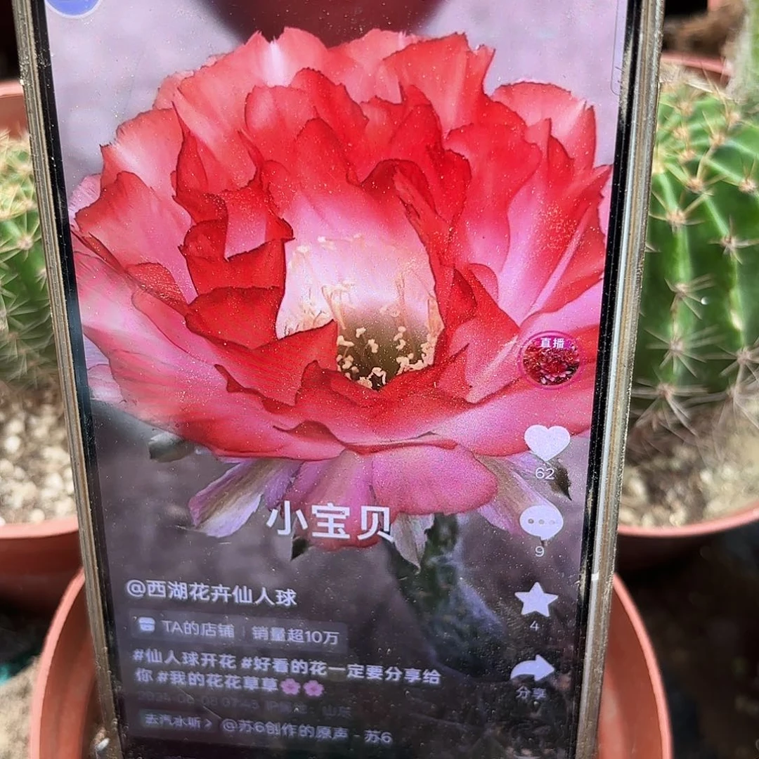 小宝贝侧牙五公分