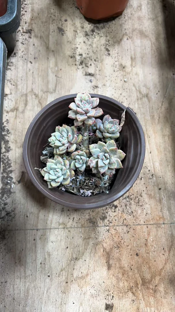 【粉布偶】阳台办公室庭院老桩盆栽多肉植物