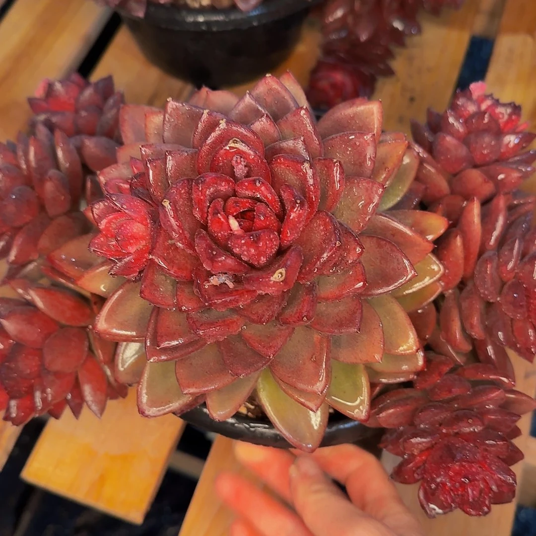 珍*他哈怕他爸爸吧