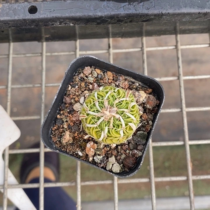 伯克利和格蕾纳等著名音乐