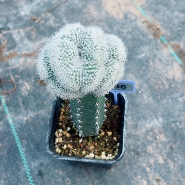 完全开放嫁接希望丸坠化脱土发