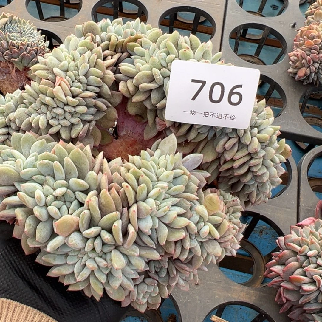 悯***i缀化小树朵朵呀呀呀呀呀呀呀呀