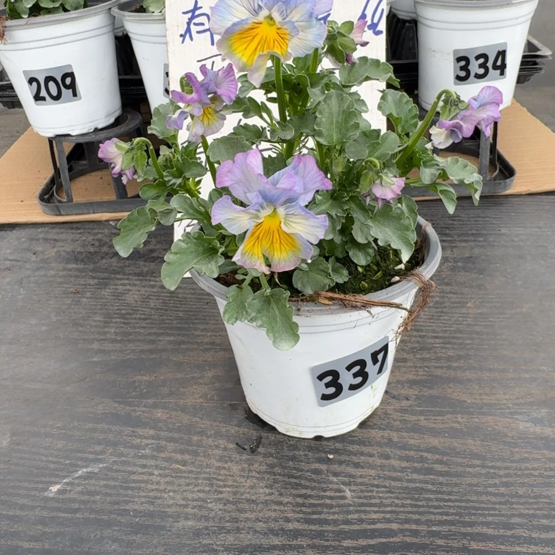 全部花朵337号tutu群