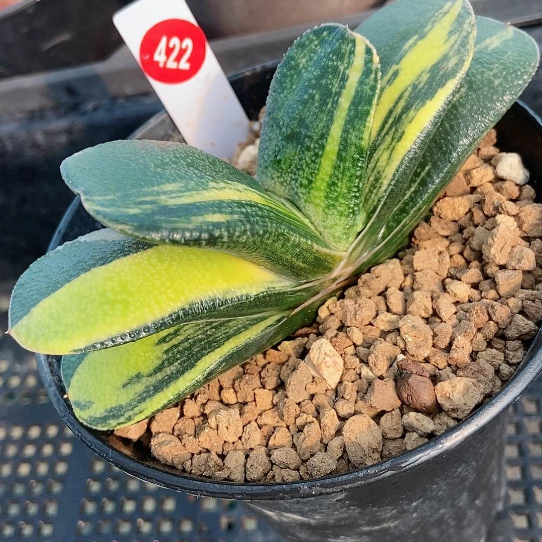 422卧牛实生锦带盆发货