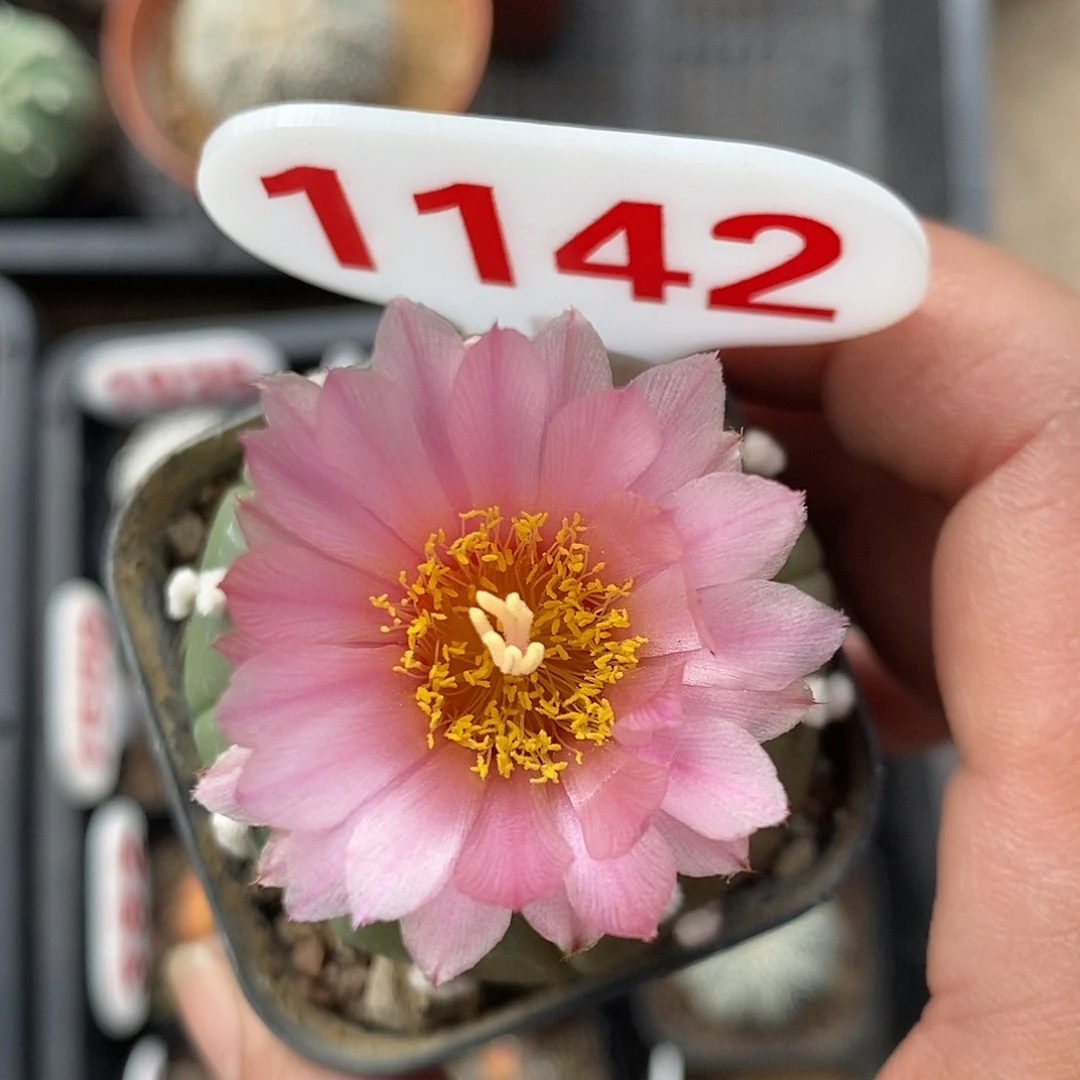 1142红花福利特价咯哦