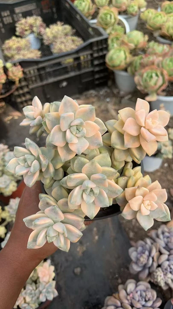 美杏锦  亮哥精选 多肉植物 易养活栽种养护