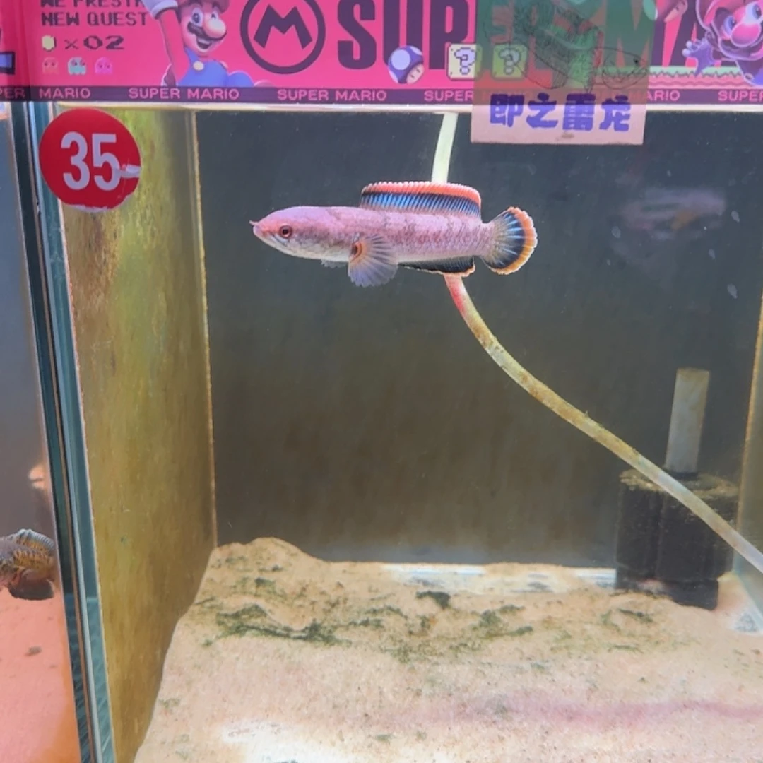 雷龙鱼杂交雷龙35号缸