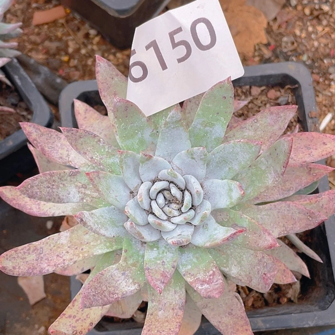 【闪购商品】赛丽娜