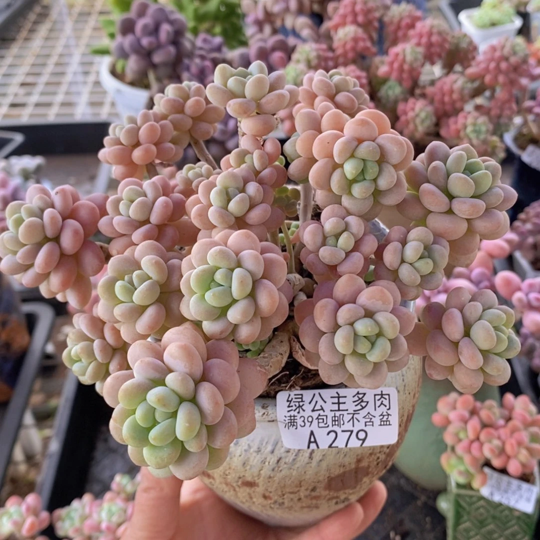 洛可可12cm279多肉植物