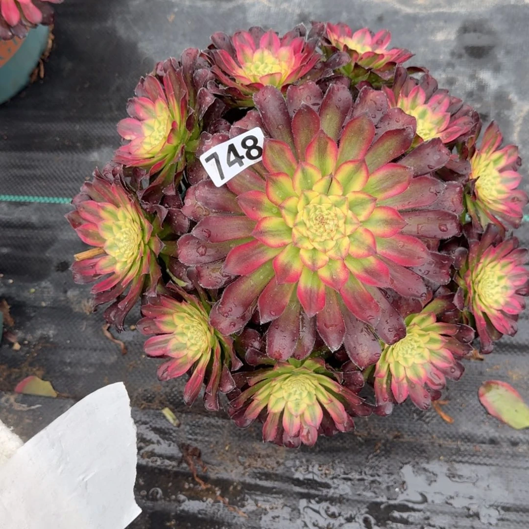 748沙皇多肉植物
