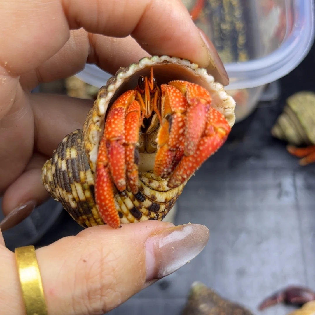 2.4口通体印草小可爱