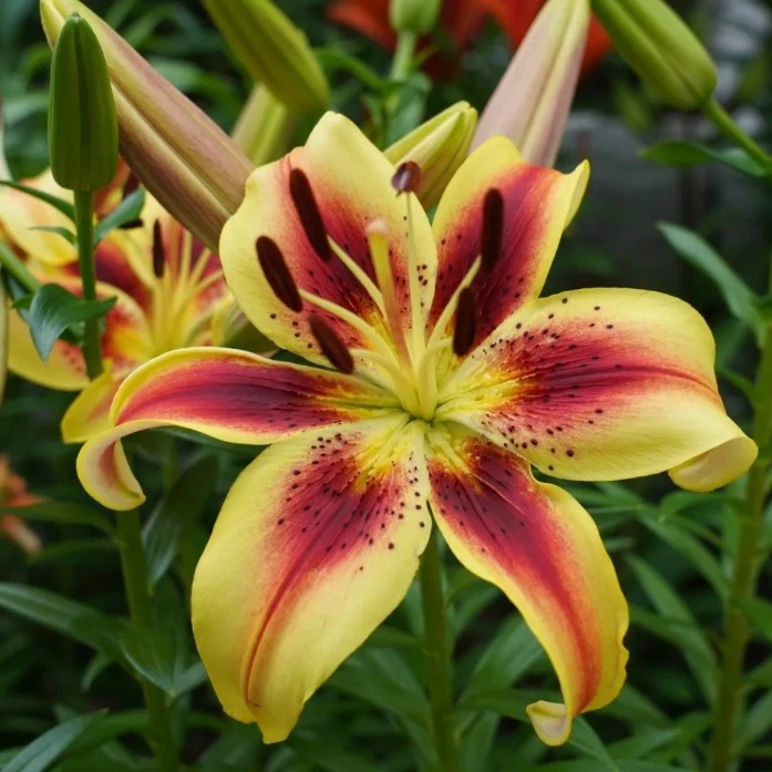 【生命万岁】12/14  LA亚百荷兰进口百合种球多年生盆栽地栽