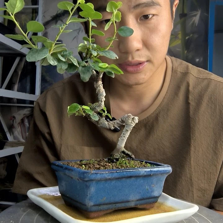 萤*中青园艺一物一拍178