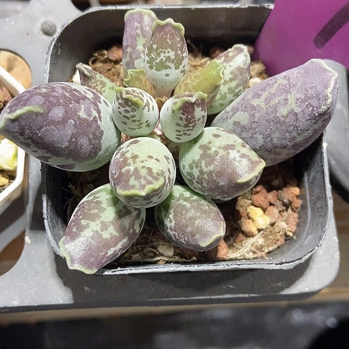 多肉植物海报1970多肉