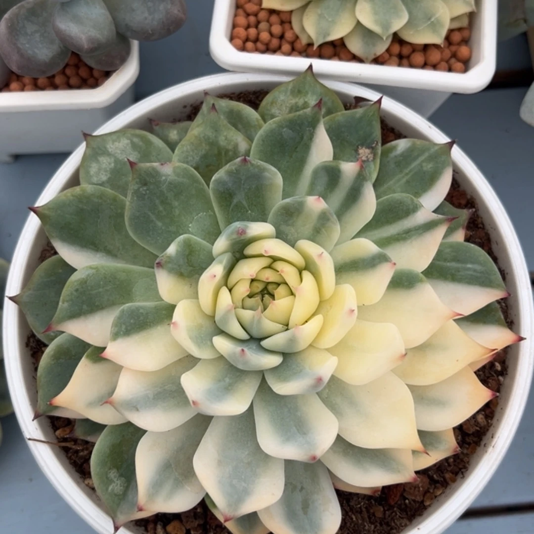 吉娃娃锦，花脸拉丝锦