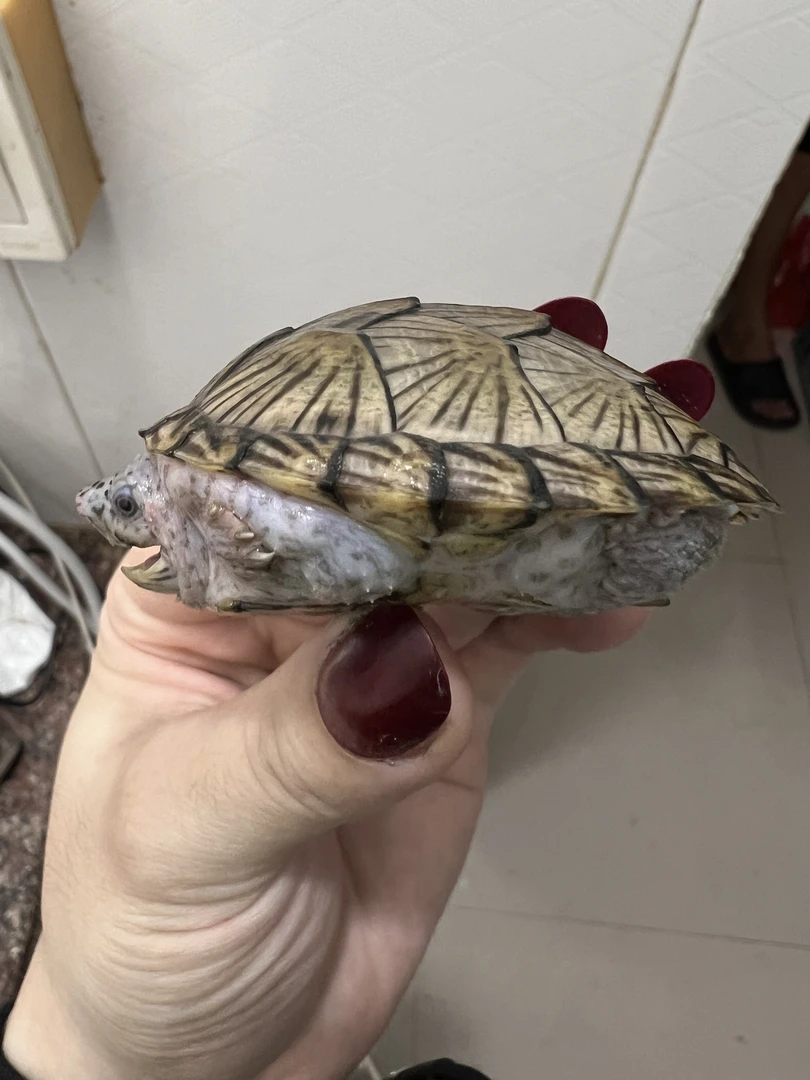 剃刀龟深水龟宠物龟