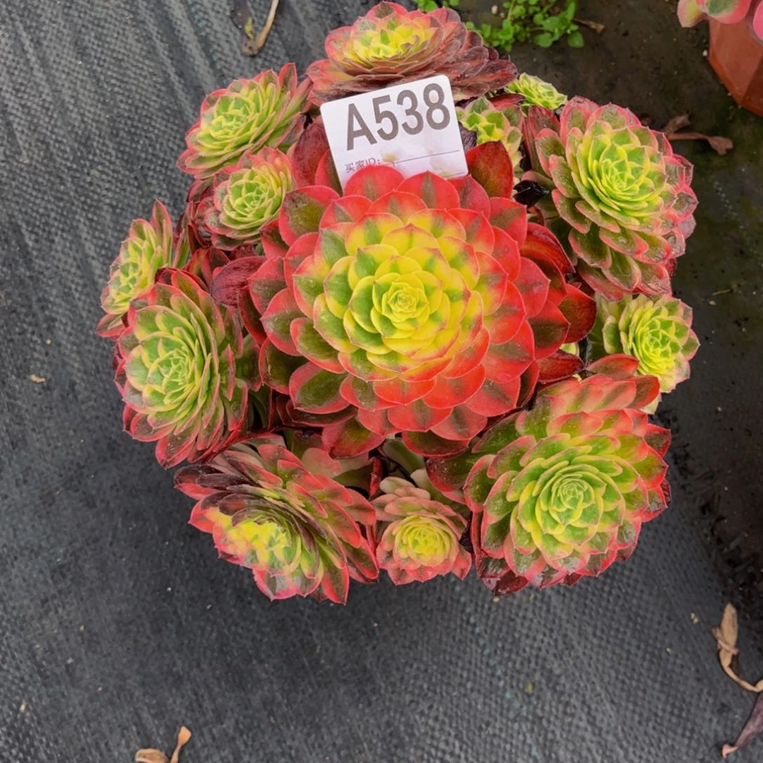 鑫**金海仙000000000000538