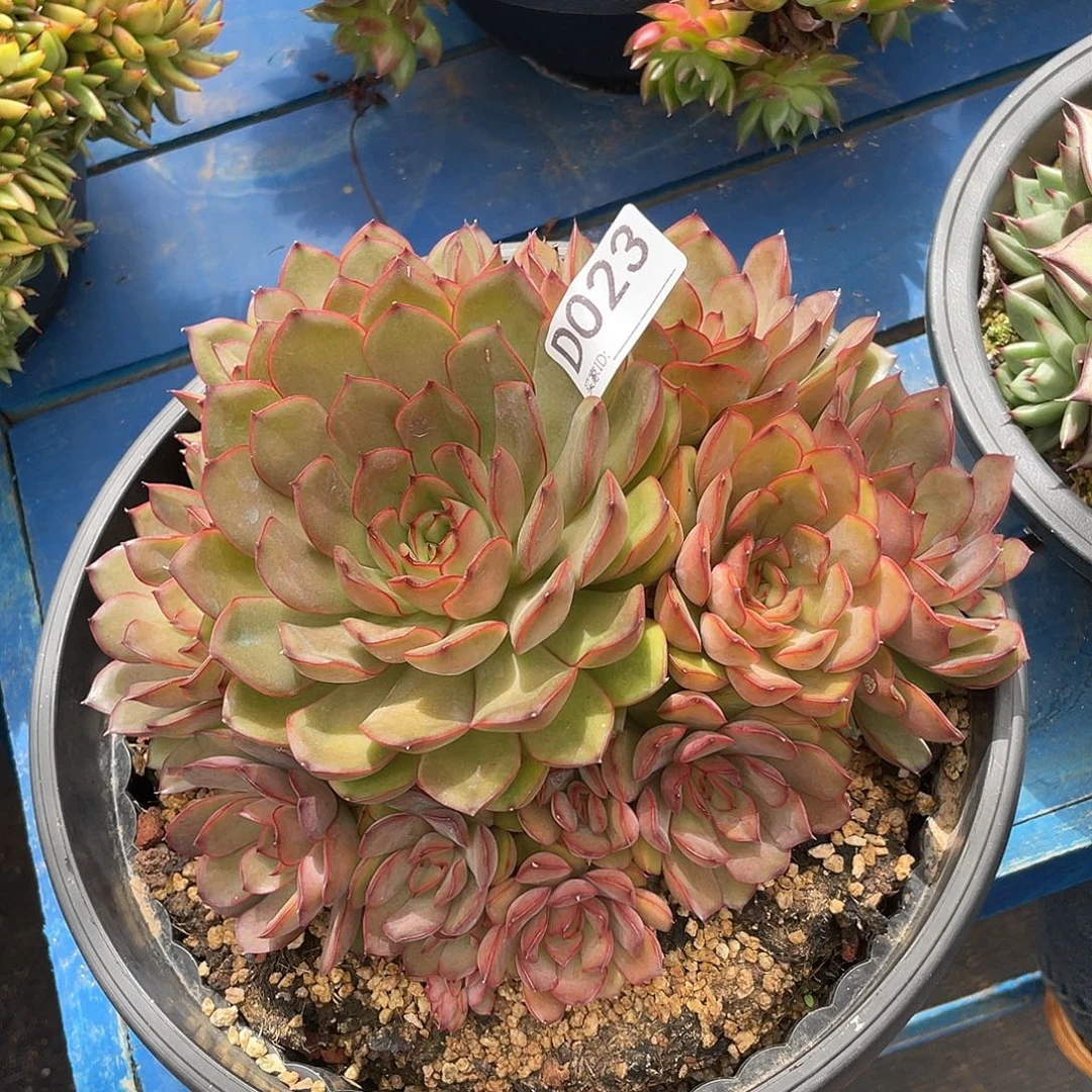若如东云单拍D023