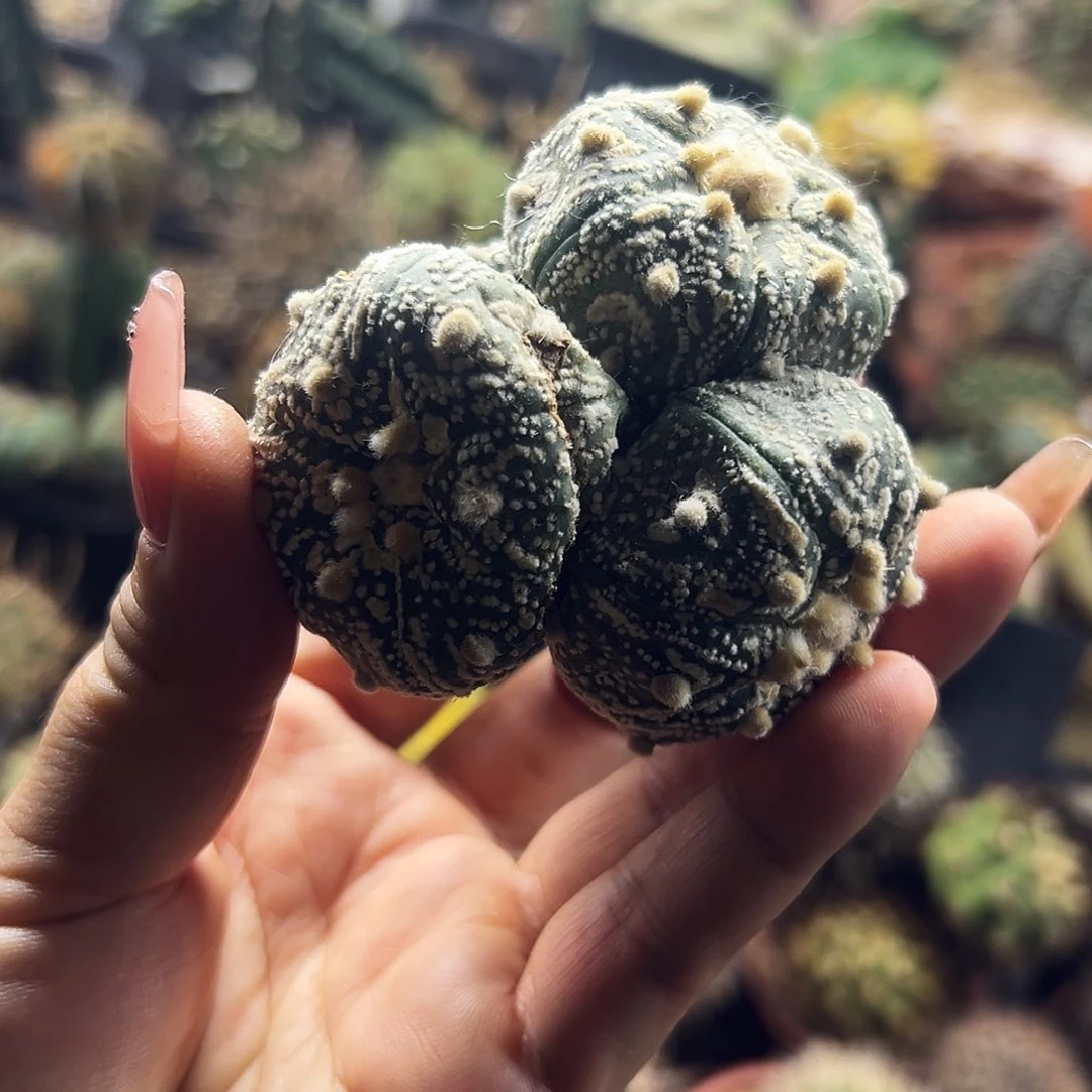 奇迹兜有根仙人球111111111