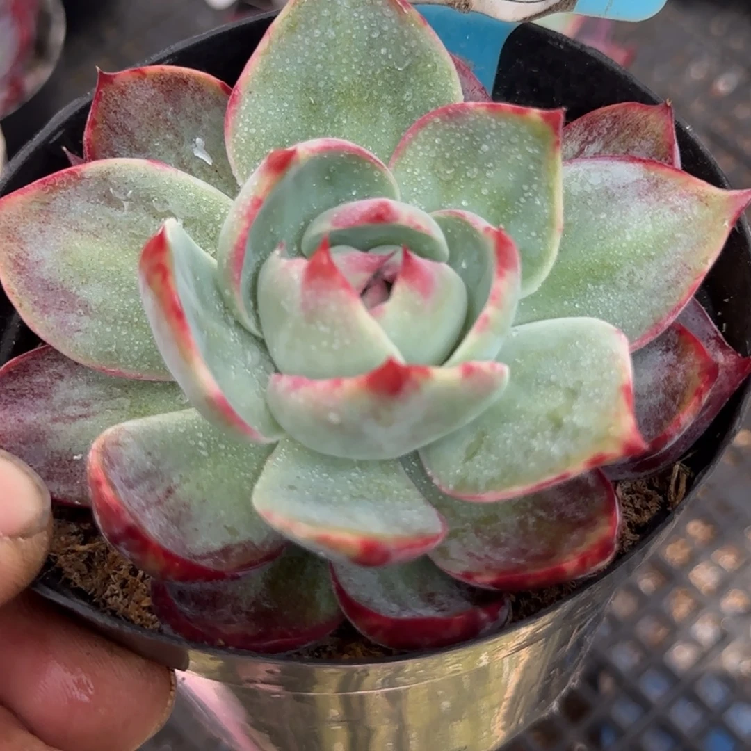 惊鸿一物一拍包装收缩花旱910