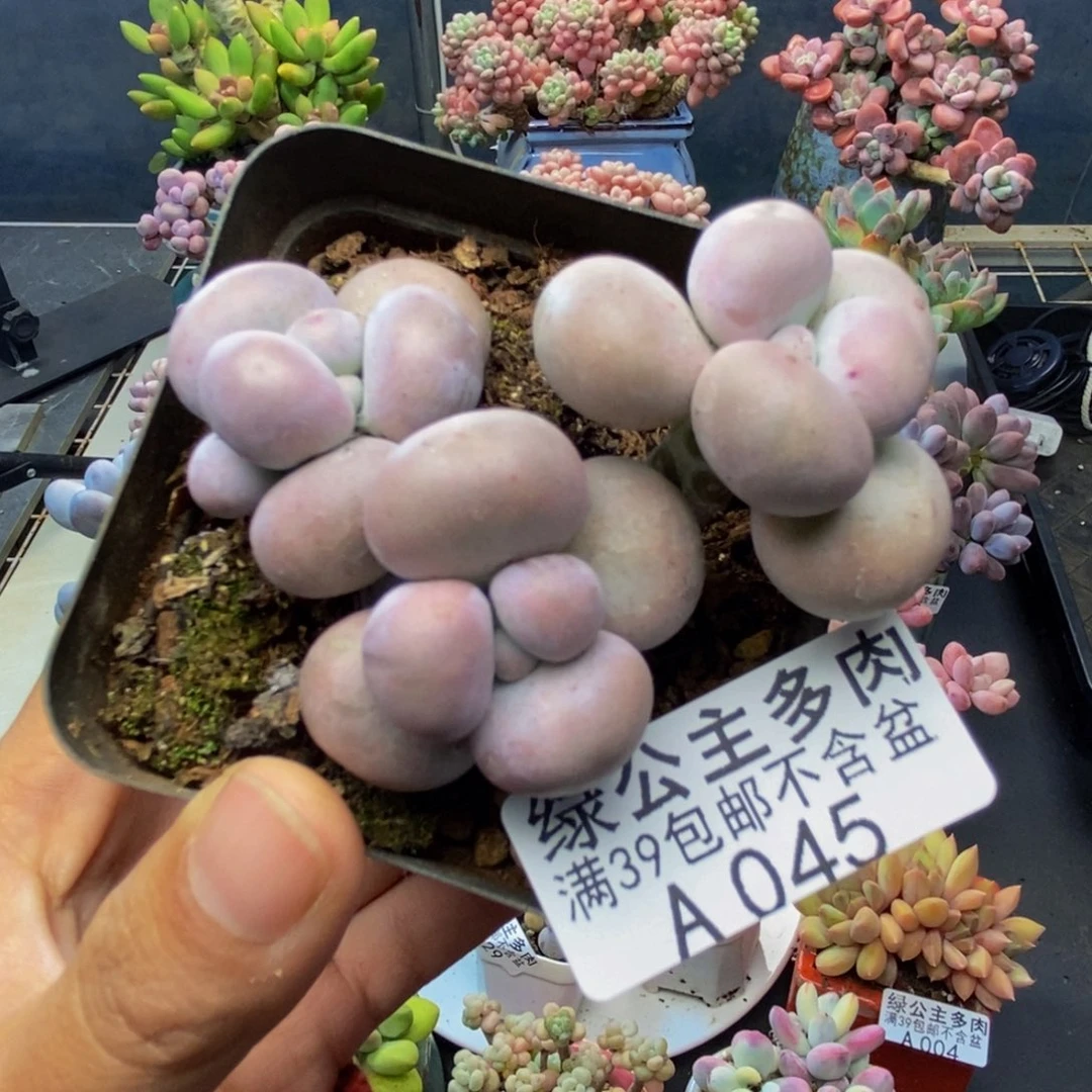 045芭比奶多肉7c m