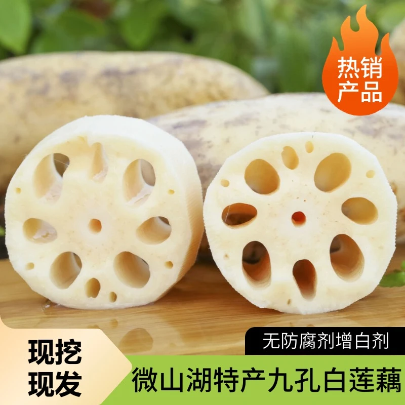 【精品脆藕】微山湖九孔白莲藕现挖现发莲藕现挖现发真空包装发货