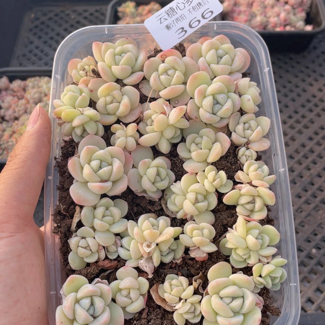 云糖心多肉植物366