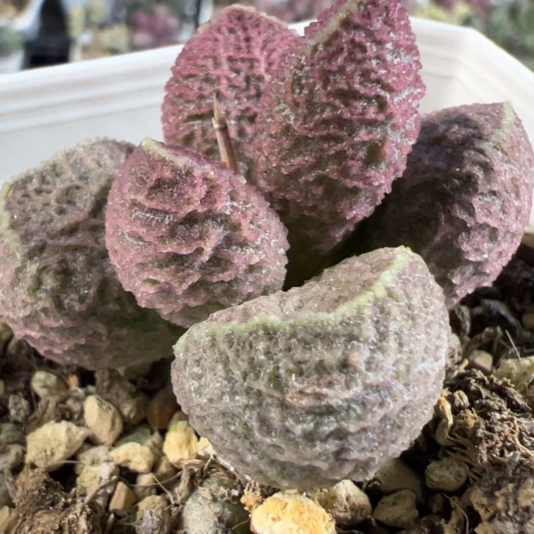实生新品单头纯木质桩多肉植物
