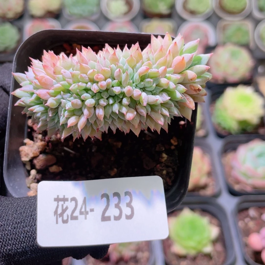 花利美24-233莱恩小精灵缀化