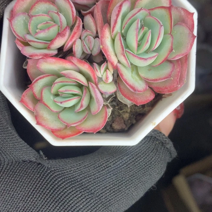 牡丹亭群  （满9.99包邮不满9.99发空盆）