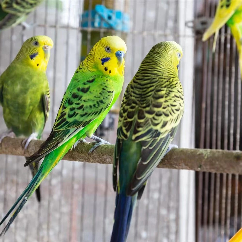 虎皮 大头次品短尾少羽 鹦鹉活体鸟