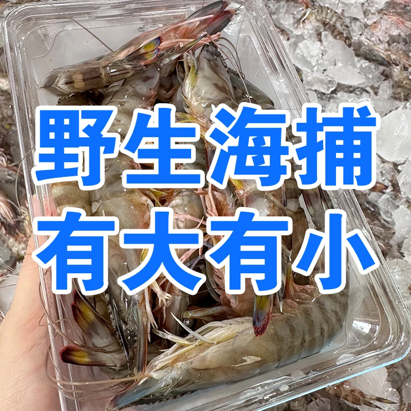 每斤30-35只 5盒装共2.5斤 新鲜野生竹节虾海捕虾