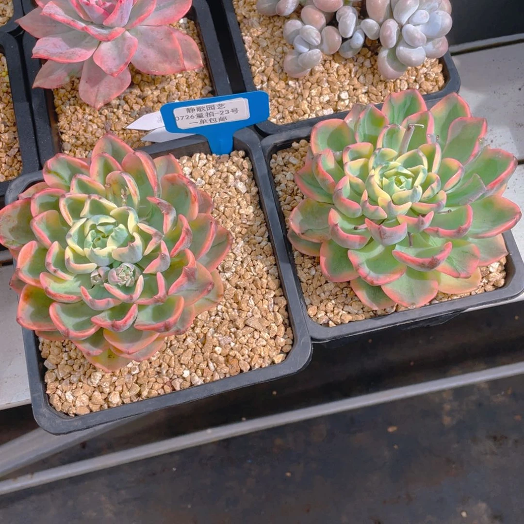 0726-23-泪无痕锦大单头一颗