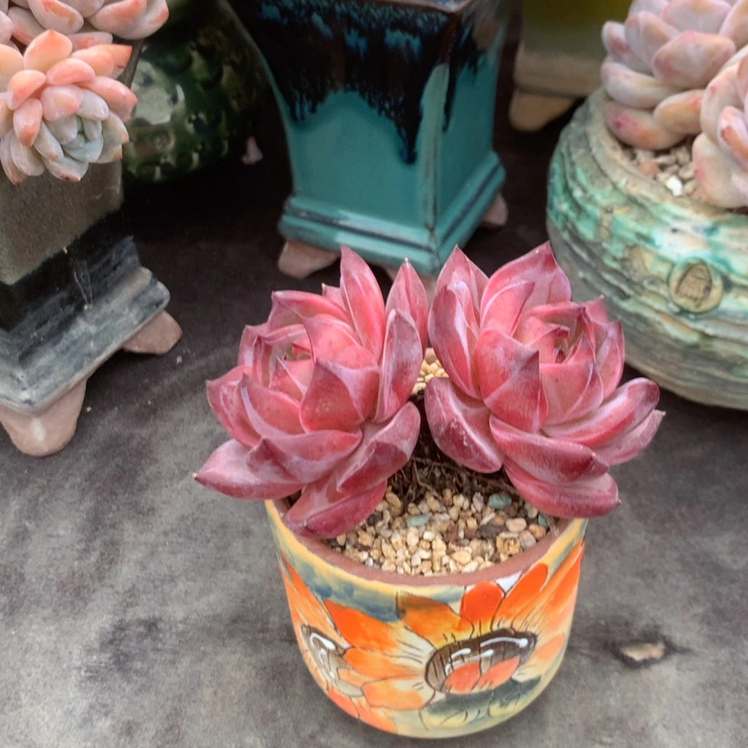 锋***不去啦就在学校吧不要