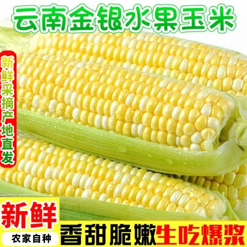 云南高原金银双色水果玉米可生吃香甜多汁饱满应季蔬菜=