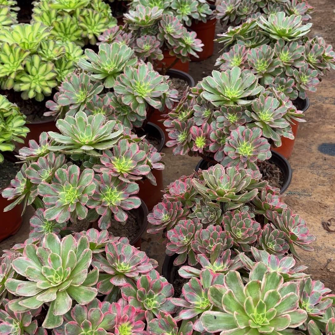 安娜12.8木质老桩