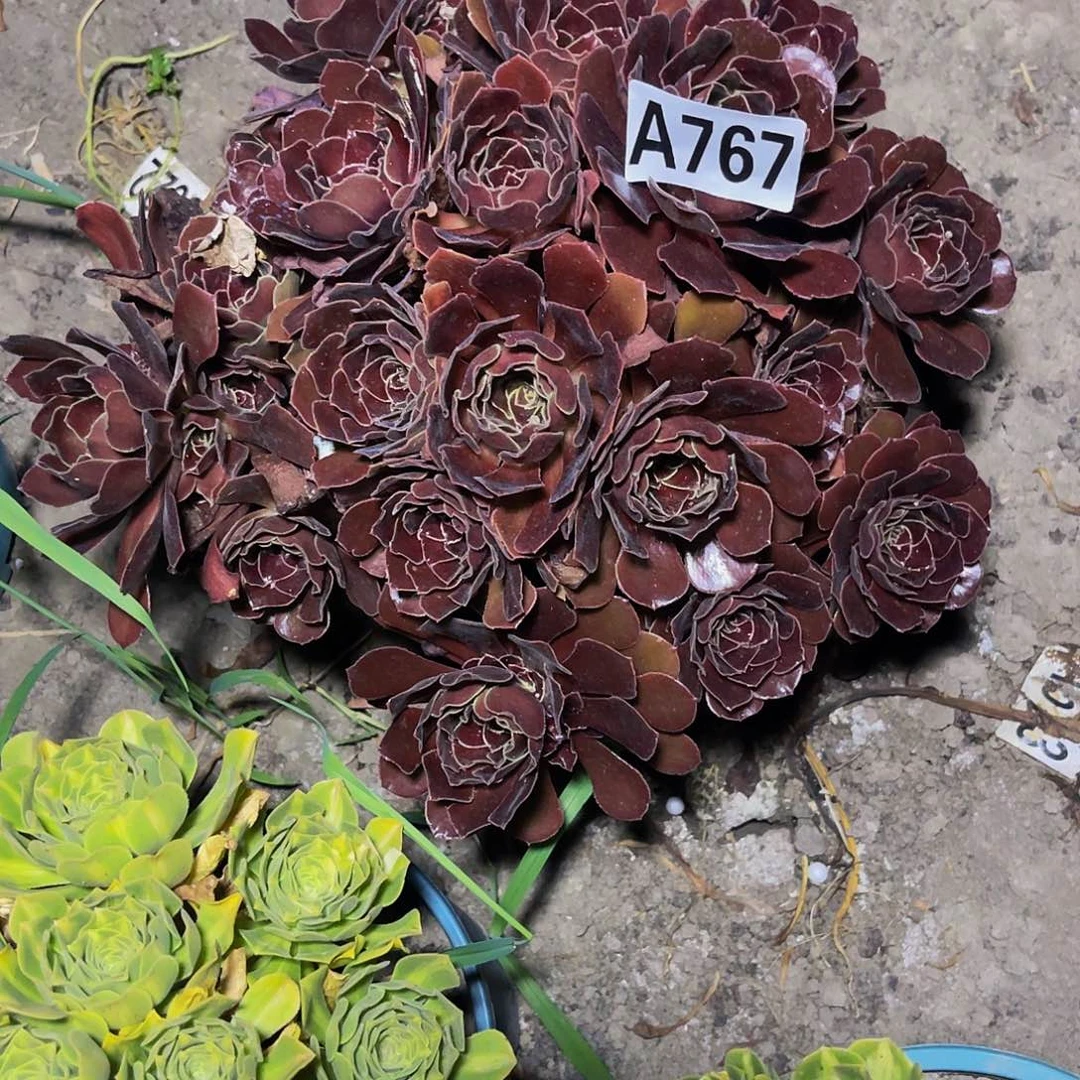 黑宝石16-2包邮法师