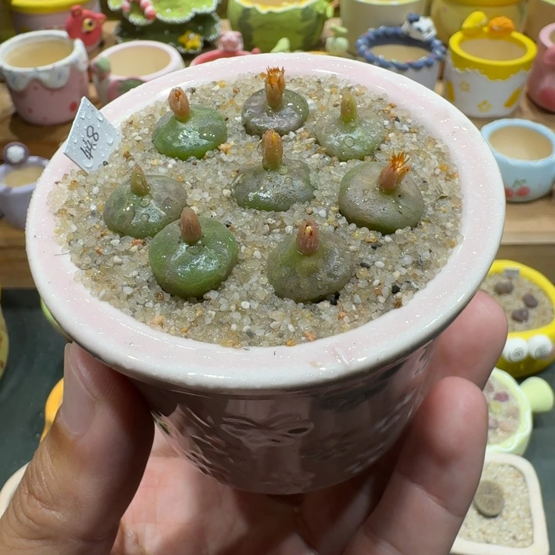 蘑菇1193烧麦彩拼多肉植物