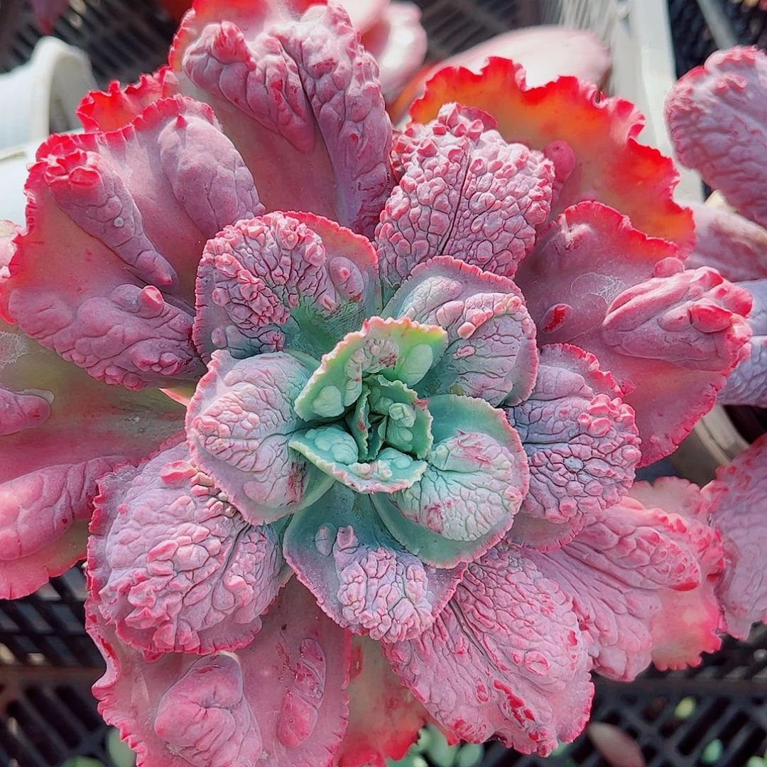 狂野男爵大单头精品特价