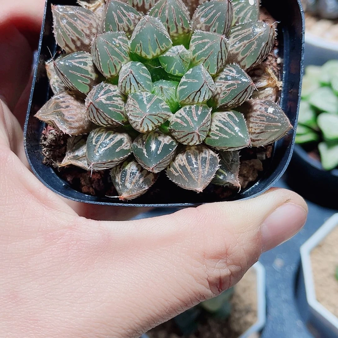 楼兰雨露新手好养